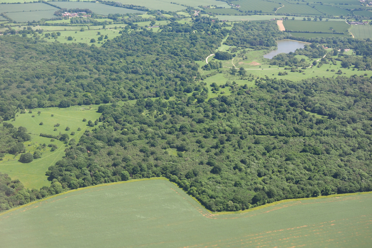 National Trust - Hatfield Forest.