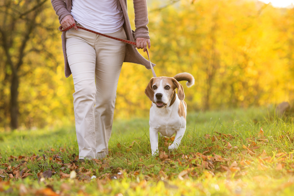 Dog friendly walking routes Stansted