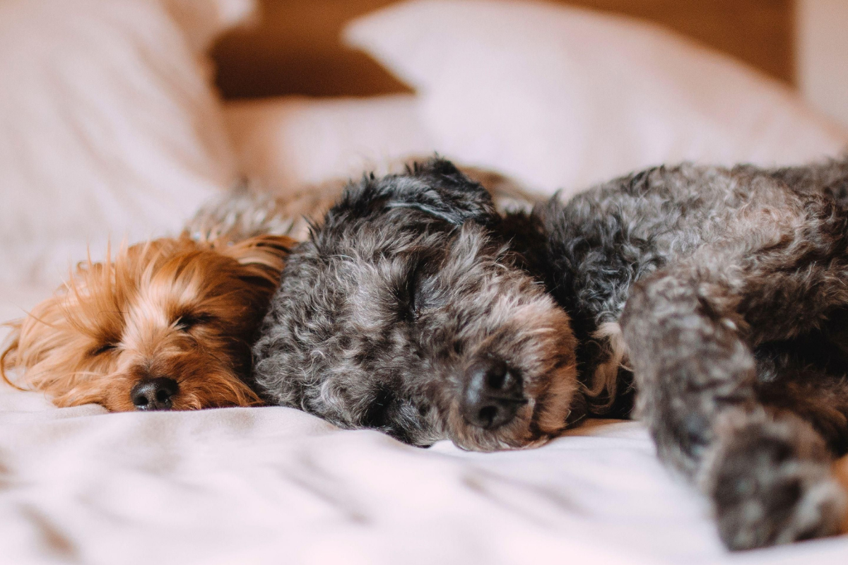 Dog Friendly hotel Stansted