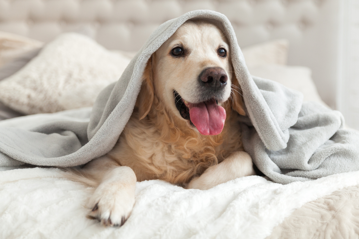 Dog friendly hotel package Stansted